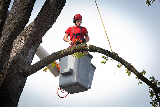 Best Palm Tree Trimming  in Brooklawn, NJ