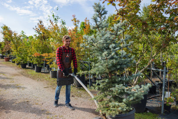 Best Storm Damage Tree Cleanup  in Brooklawn, NJ